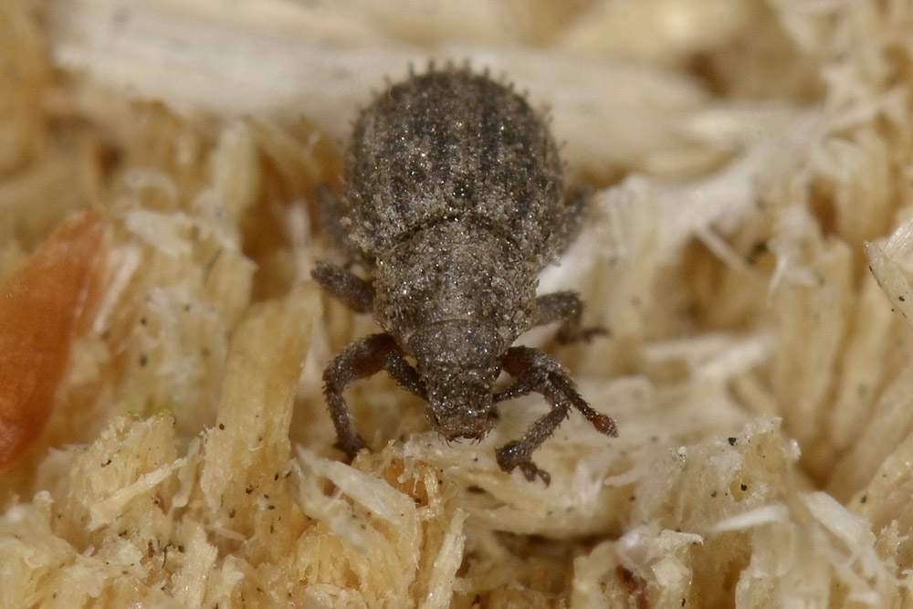 Trachyphloeus?